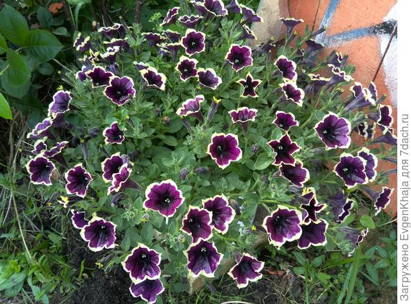 Мои петунии!