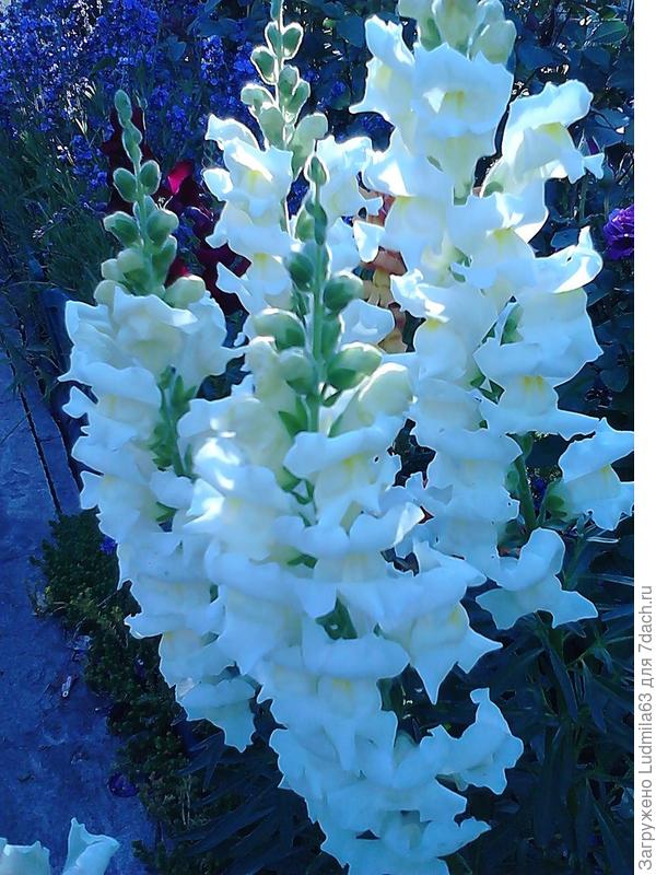 львиный зев