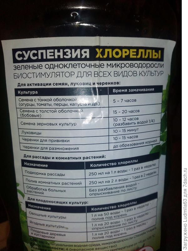 суспензия хлореллы