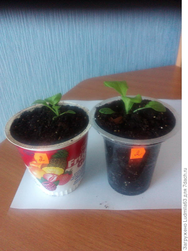 После пикировки,из таблеток