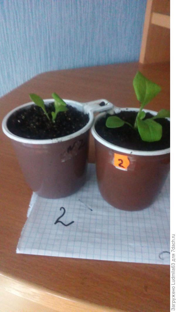 Пикирока из таблеток