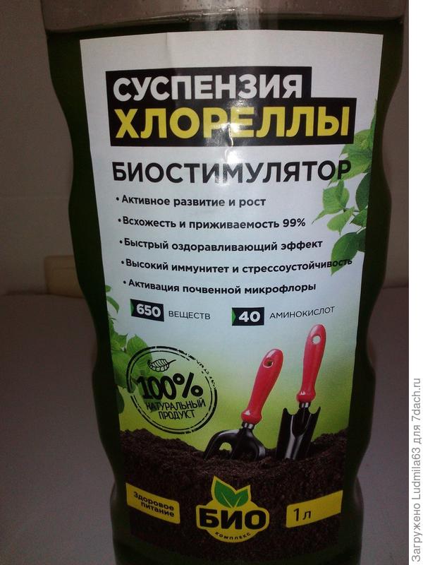 Хлорелла