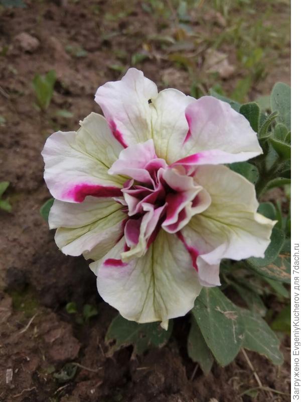 мой первый опыт