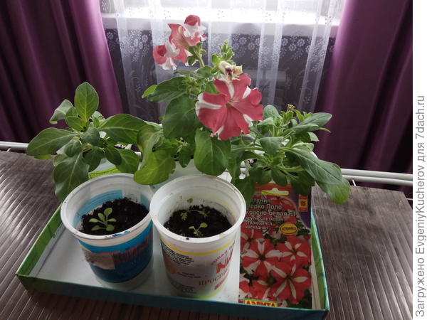 продолжает
