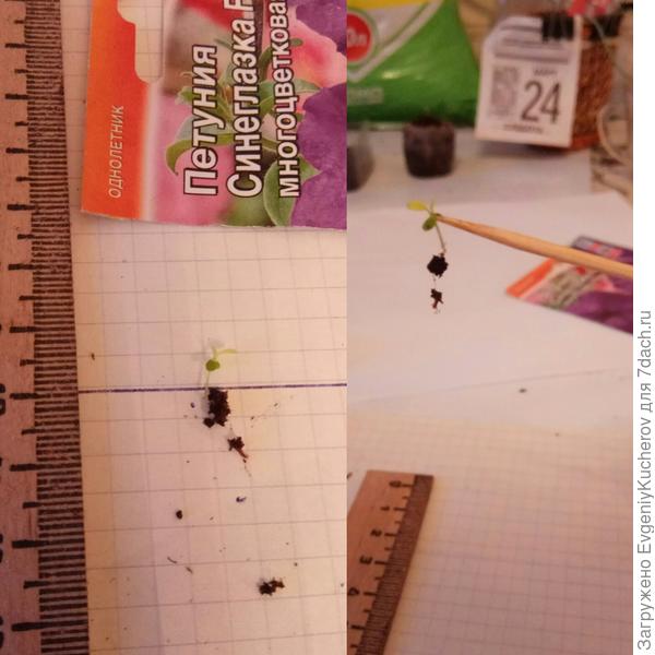растение 1