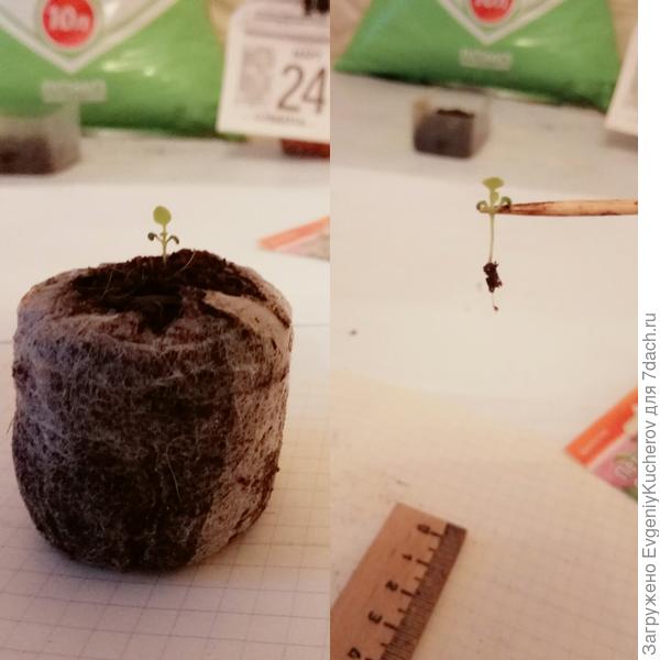 растение2