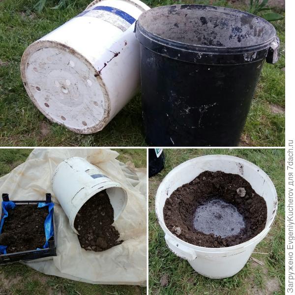 пересадка растение 2