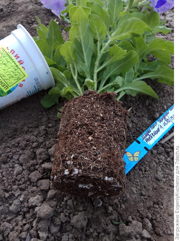 11 мая растение1