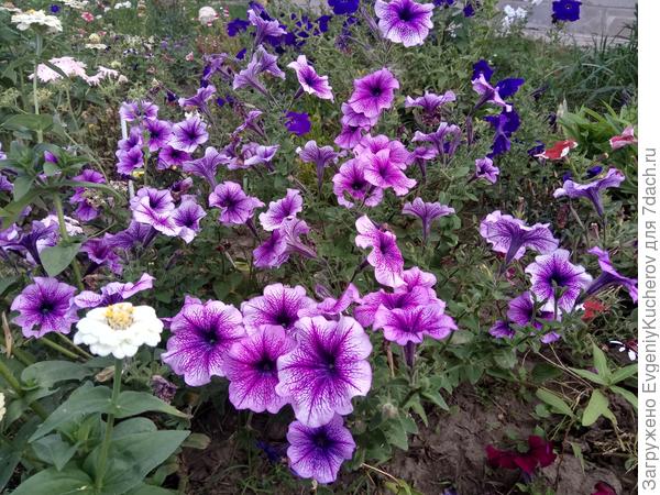 Петуния Варвара краса F1