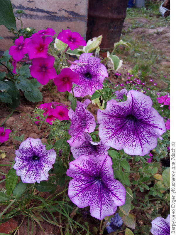 Петуния Варвара краса F1