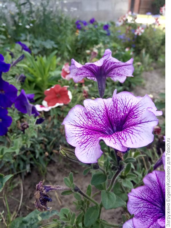 Петуния Варвара краса F1