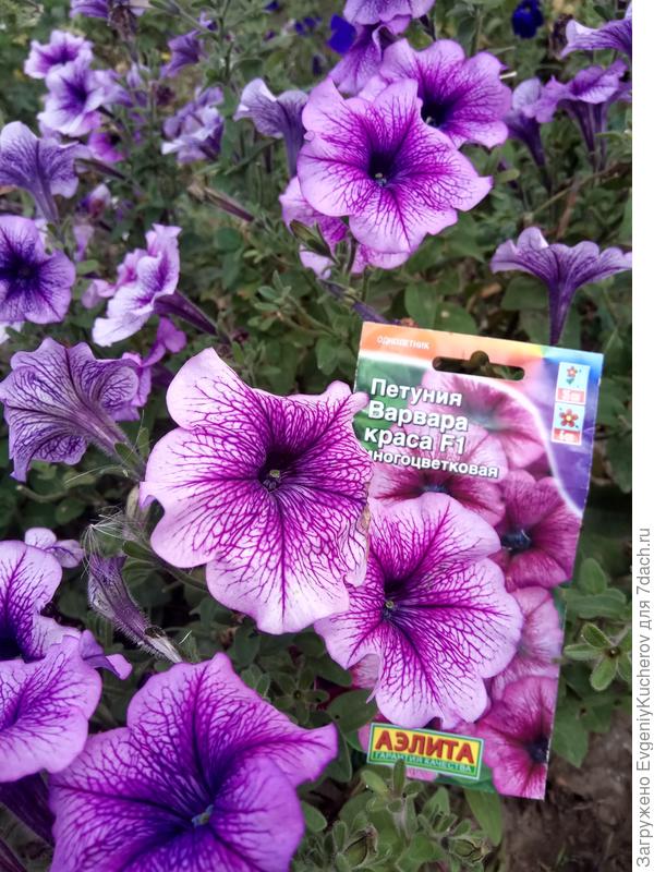 Петуния Варвара краса F1