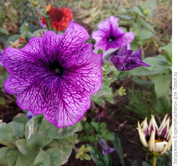 Петуния Варвара краса F1