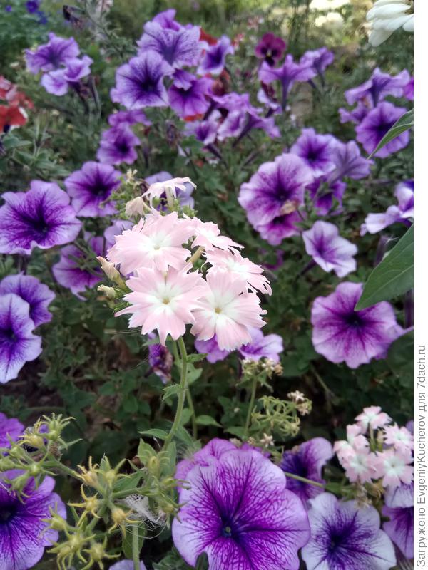 Петуния Варвара краса F1