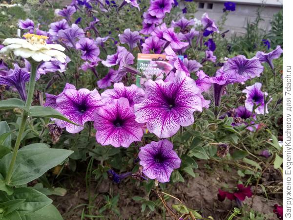 Петуния Варвара краса F1