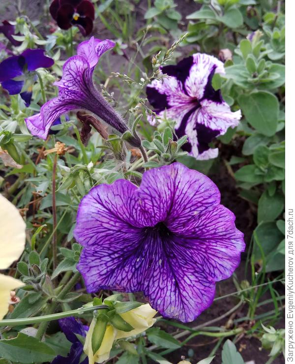Петуния Варвара краса F1