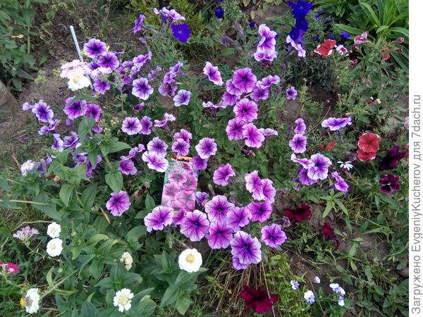 Петуния Варвара краса F1