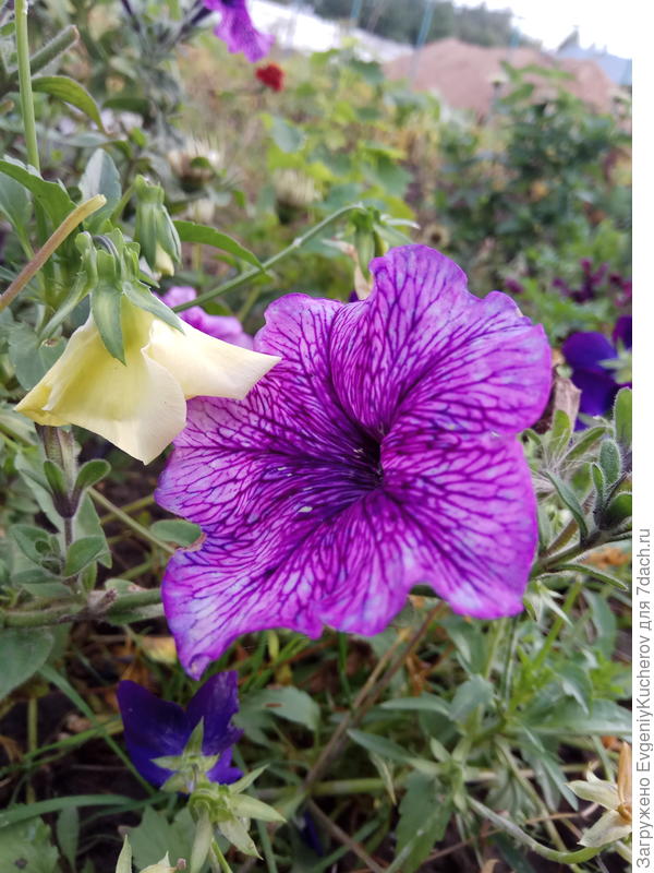 Петуния Варвара краса F1