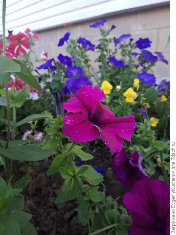 Петуния Бургунди F1