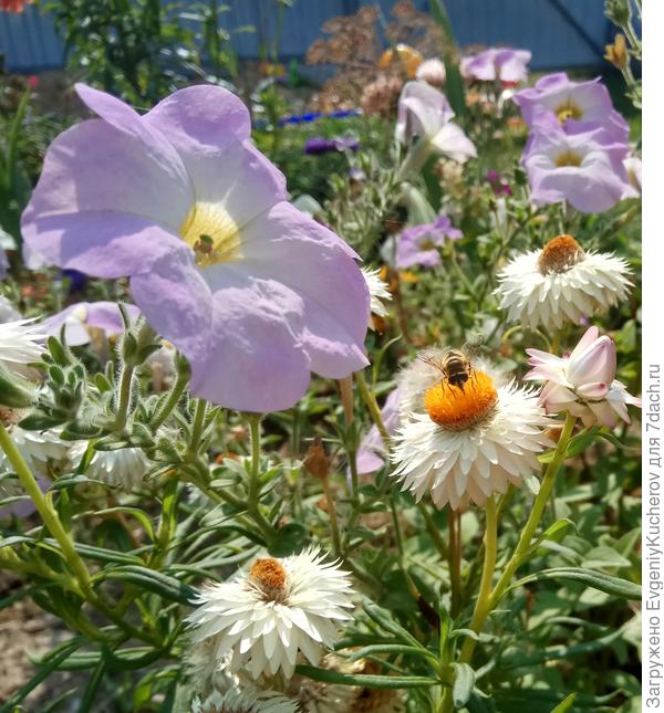 Петуния Балконная смесь окрасок