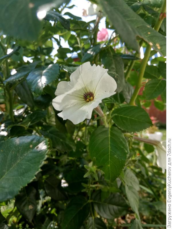 Петуния Балконная смесь окрасок