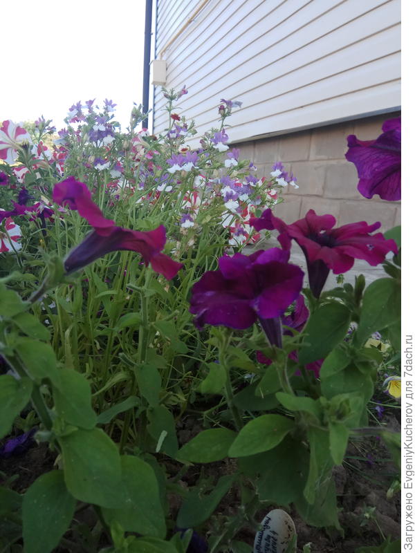 Петуния Бургунди F1