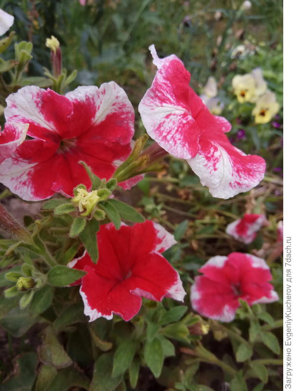 Петуния Александра F1