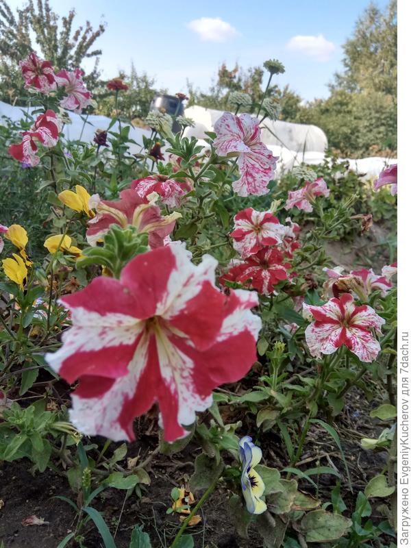 Петуния Марко Поло красно-белая F1