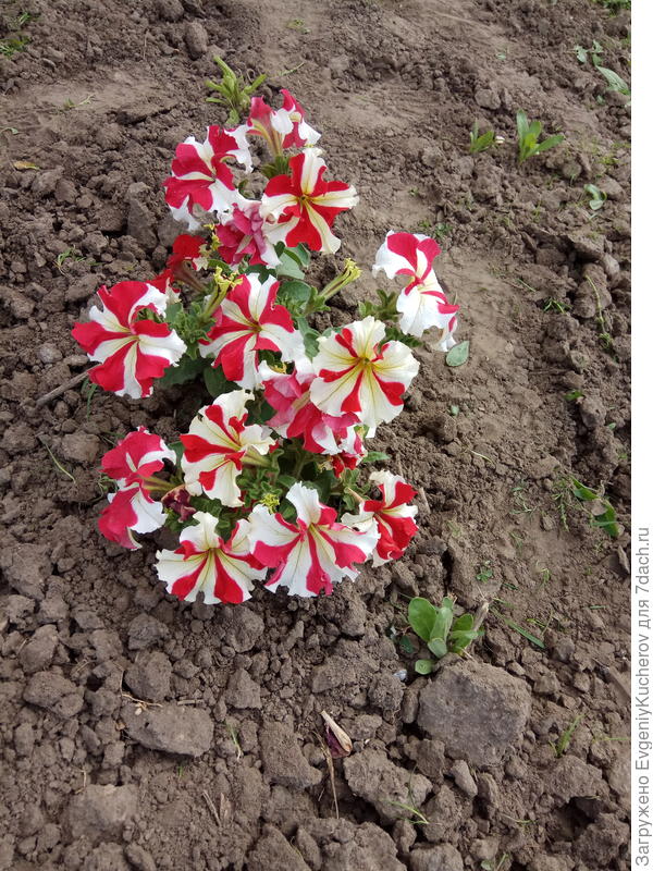 Петуния Марко Поло красно-белая F1