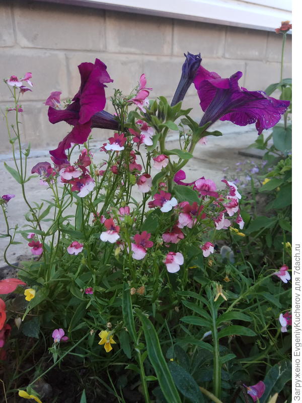 Петуния Бургунди F1