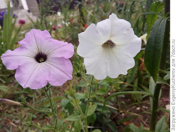 Петуния Балконная смесь окрасок