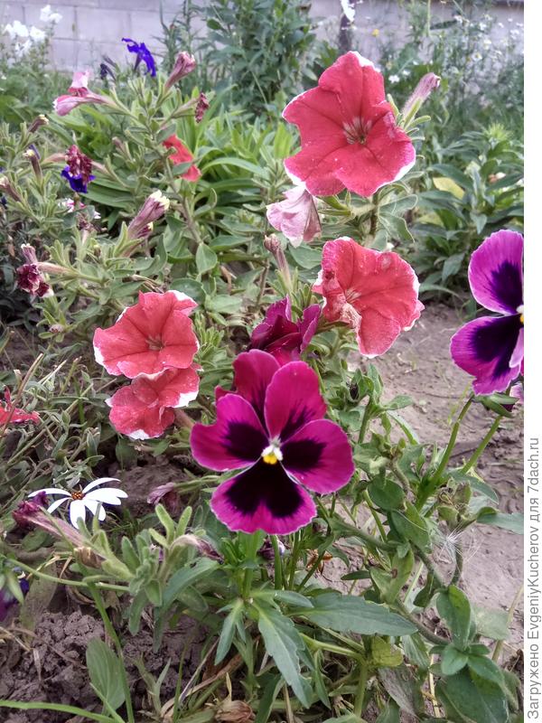 Петуния Александра F1