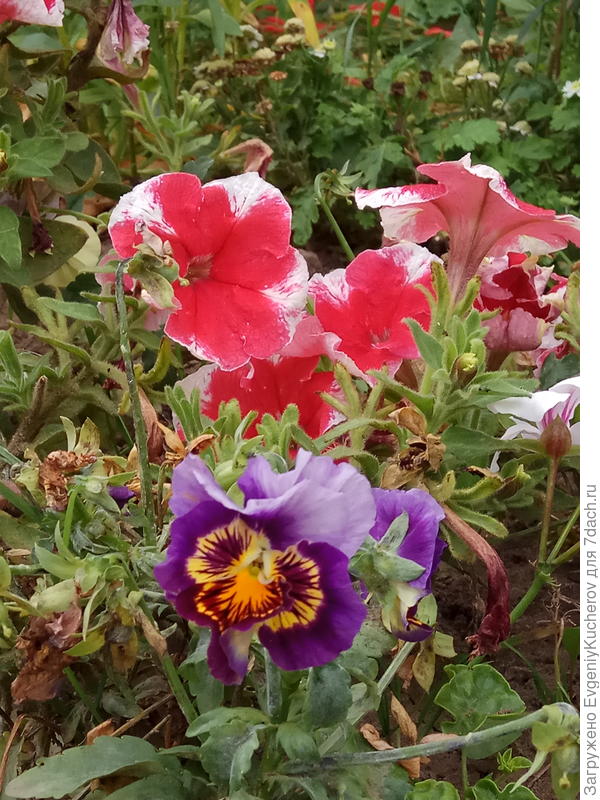 Петуния Александра F1