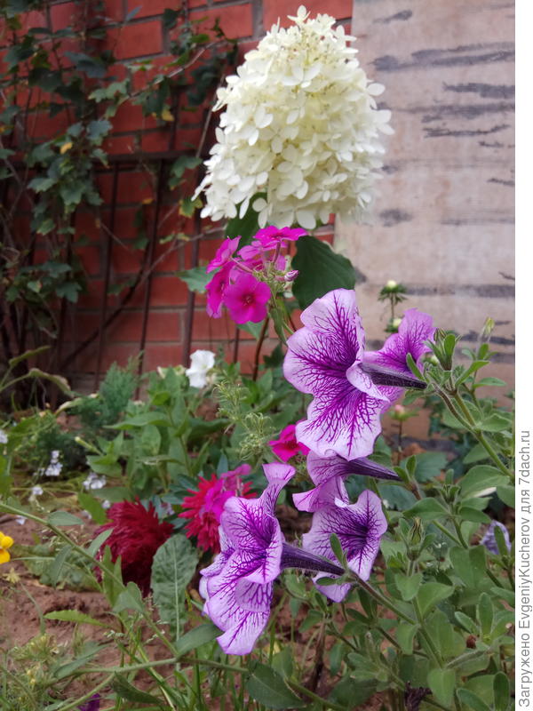 Петуния Варвара краса F1