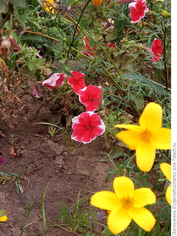 Петуния Александра F1