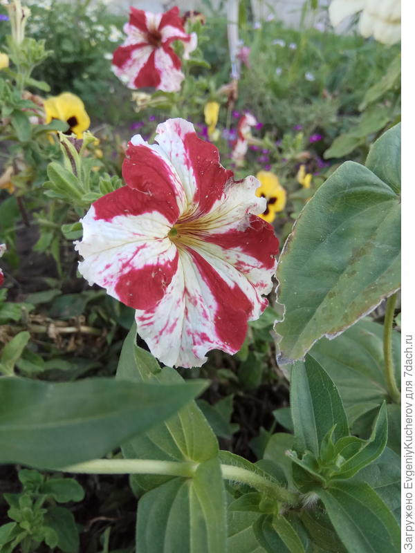 Петуния Марко Поло красно-белая F1