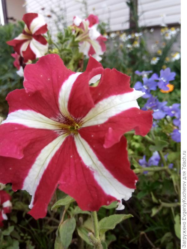 Петуния Марко Поло красно-белая F1