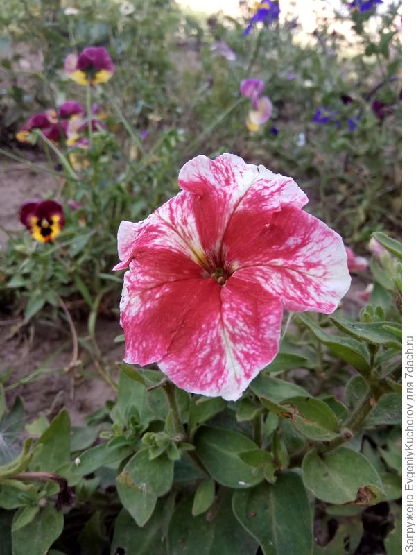 Петуния Александра F1