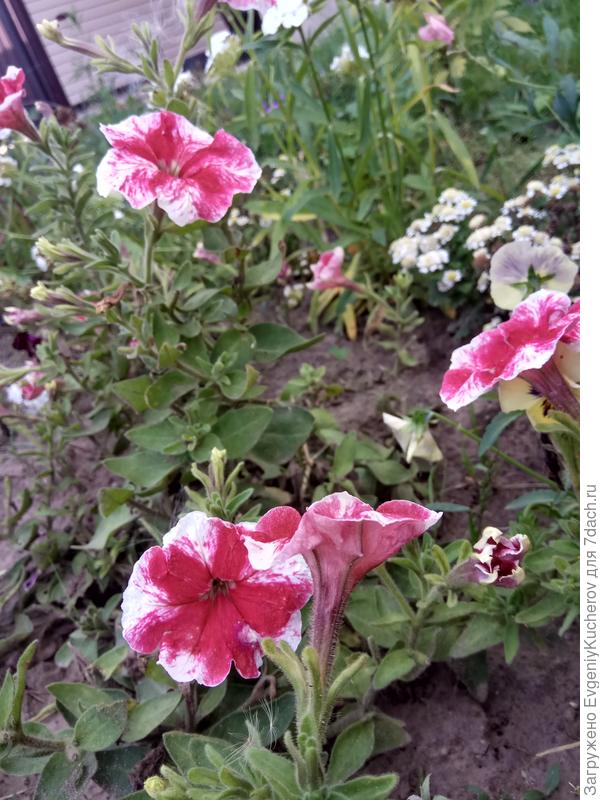 Петуния Александра F1