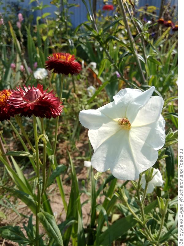 Петуния Балконная смесь окрасок