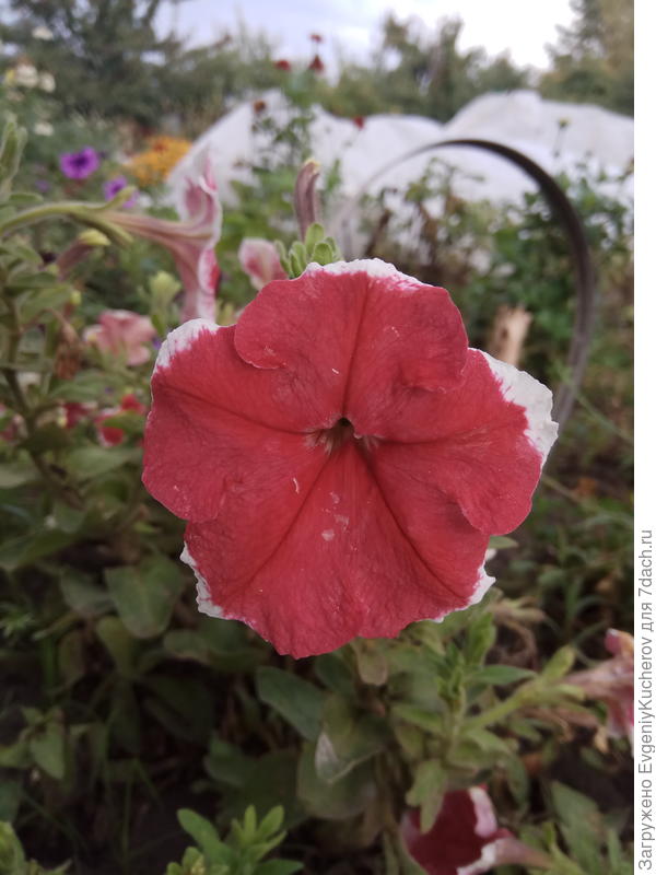 Петуния Александра F1