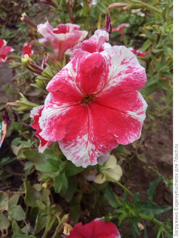 Петуния Александра F1