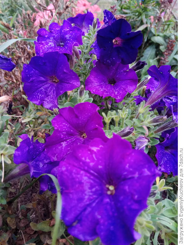 Петуния Джолли F1 смесь окрасок