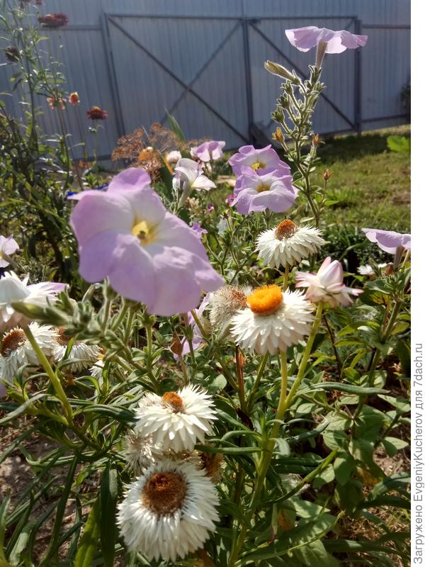 Петуния Балконная смесь окрасок
