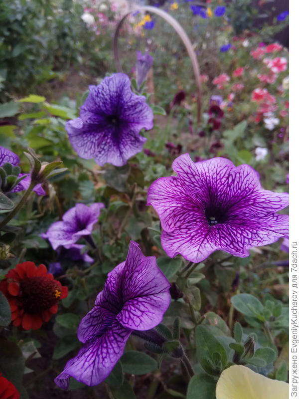 Петуния Варвара краса F1