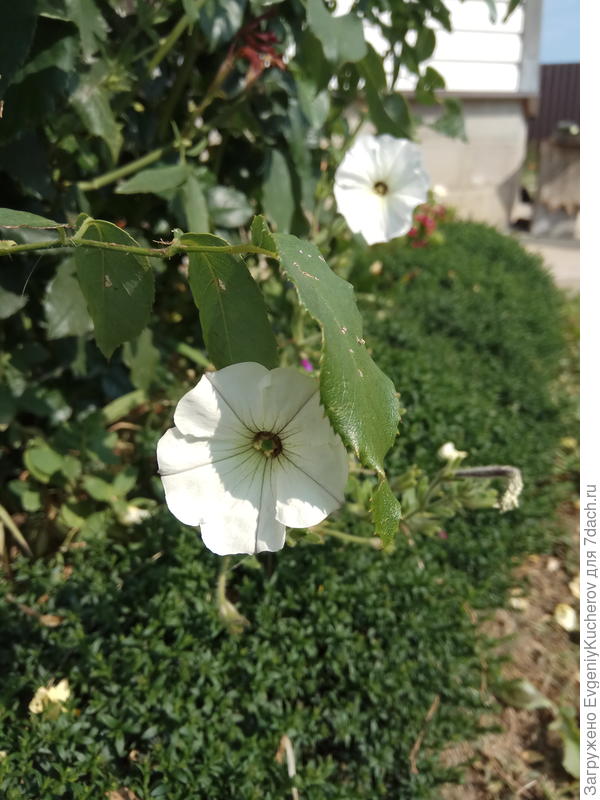 Петуния Балконная смесь окрасок