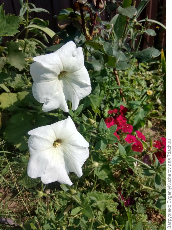 Петуния Балконная смесь окрасок