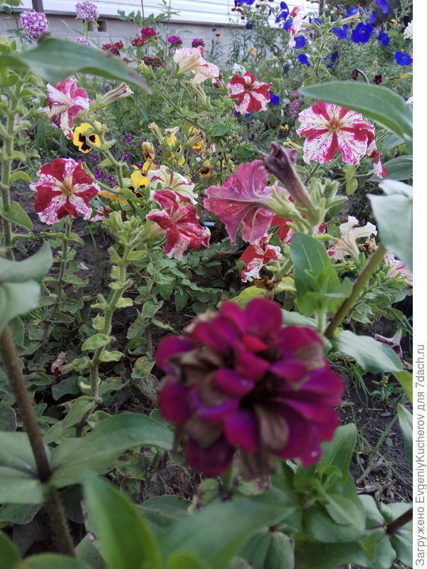 Петуния Марко Поло красно-белая F1