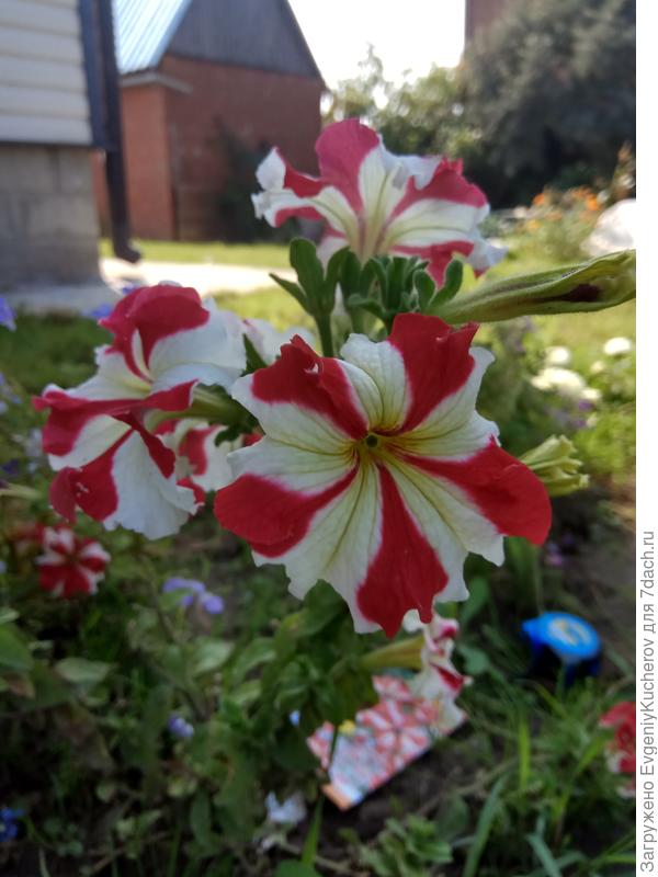 Петуния Марко Поло красно-белая F1