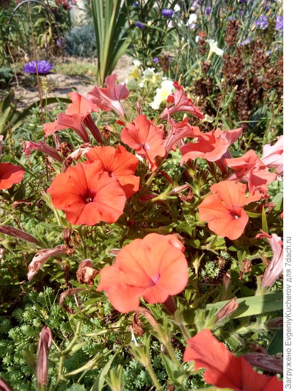 Петуния Аморе мио оранжевая F1 с ароматом жасмина